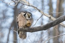 Hawk Owl hunting — Stock Photo