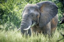Годування слонів на траві — стокове фото