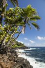 Дерева пальми вздовж узбережжя Пуна — стокове фото