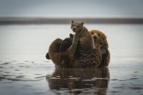 Orso costiero dell'Alaska — Foto stock