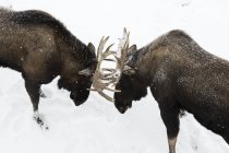 Captive bull moose — Stock Photo