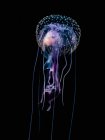 Медуза (Pelagia noctiluca) с рыбной добычей, сфотографированной во время погружения в черную воду в нескольких милях от берега Гавайского острова ночью; Гавайи, США — стоковое фото