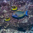 Two butterflyfishes and surgeonfish swim past lava boulder — Stock Photo