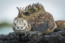 Iguana marina que se siembra sobre rocas - foto de stock