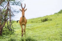 Antilope à tête longue et pointue — Photo de stock