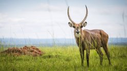 Антилопа стоячи на полі — стокове фото