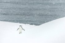 Пингвин в снегопаде — стоковое фото
