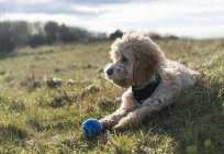 Cockapoo laying on grass — Stock Photo
