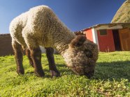 Lamb nibbles some grass — Stock Photo