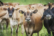Dairy cows with flies buzzing — Stock Photo