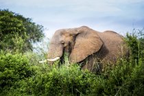 Elefante em pé entre arbustos — Fotografia de Stock