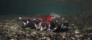Desove de salmón en Power Creek - foto de stock