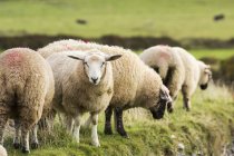 Вівці на зеленому трав'яному полі — стокове фото