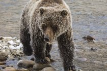 Grizzly bear standing on shore — Stock Photo