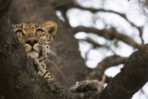 Leopard покладення дерево — стокове фото