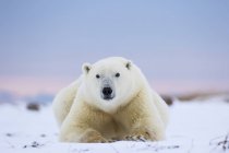 Colocación del oso polar - foto de stock