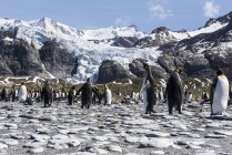Колония пингвинов на пляже — стоковое фото