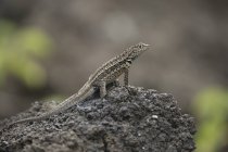 Iguana in piedi sulla roccia — Foto stock