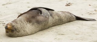 Новозеландский тюлень — стоковое фото