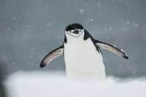 Pingouin pingouin en chute de neige — Photo de stock