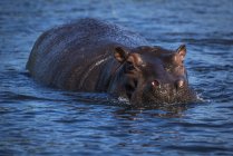Hipopótamo en el agua del río - foto de stock
