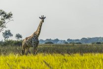 Südafrikanische Giraffe — Stockfoto