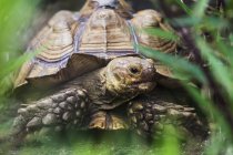 Afrikanische Spornfußschildkröte — Stockfoto