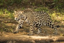 Jaguar, що крадеться поруч річка — стокове фото