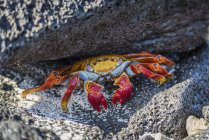 Adult Sally Lightfoot crab — Stock Photo