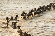 Migrating Wildebeest cross River — Stock Photo