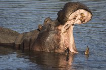 Hipopótamo bostezando al aire libre - foto de stock