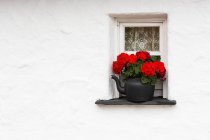 Gros plan de fleurs rouges — Photo de stock