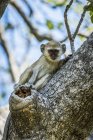 Baby Vervet Monkey — стокове фото