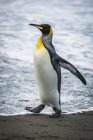 Король пінгвін на піщаному пляжі — стокове фото
