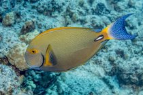 Exotischer Doktorfisch schwimmt in Korallenmeer — Stockfoto