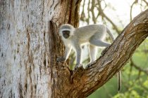 Scimmia di Vervet in piedi sull'albero — Foto stock