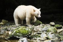 Медведь Спирит — стоковое фото