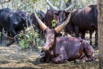 Horned cows in shade — Stock Photo