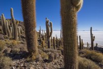 Cactus crecen en abundancia - foto de stock