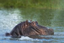 Hippopotame sniffant spray — Photo de stock