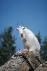 Горная коза на скале — стоковое фото