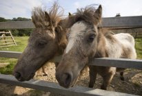 Deux chevaux curieux — Photo de stock