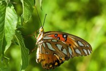 Farfalla su foglia all'aperto — Foto stock