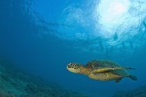 Tartaruga marina verde — Foto stock