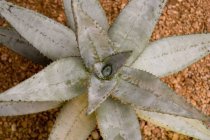 Cactus en tierra seca - foto de stock
