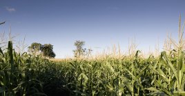 Maisfeld gegen blauen Himmel — Stockfoto