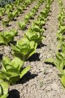 Rows Of Lettuce growing — Stock Photo