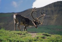 Caribou Bull grazing — Stock Photo