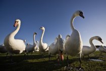 Grupo de cisnes parados en tierra - foto de stock