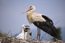 Cigüeña blanca y polluelos en el nido - foto de stock
